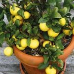 Fruiting Lemon Bush