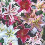 Oriental Lily Bulbs (Mixed)