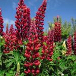 Lupin My Castle (Red)