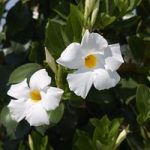 Mandevilla sanderi Bloom Bells® White