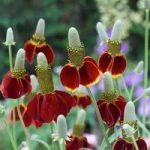 Mexican Hat Plant Seeds – Red Midget