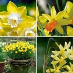 Daffodil Bulbs – Miniature Collection