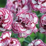 Dianthus – Pinks Gran’s Favourite