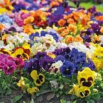 Pansy Summertime Mix