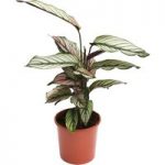 Calathea ‘Whitestar’ (House Plant)