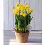 Narcissus Flower Basket – Gift