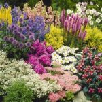 Cottage Garden Perennial Plants – Our Selection