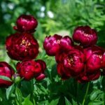 Peony Plant – Buckeye Belle