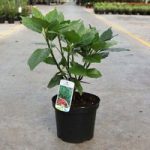Aucuba japonica Plant – Roxannie