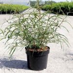 Frangula alnus ‘Aspleniifolia’
