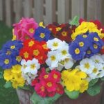 Polyanthus Most Scented Mixed