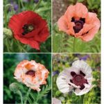 Poppy Oriental Collection – Bare Roots