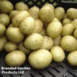 Seed Potatoes – Maris Peer