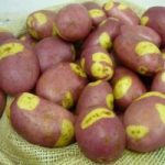 Potato Seed Organic Pink Gypsy 1kg