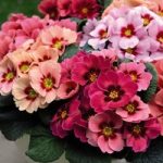 Primrose Plants – Husky Raspberry Punch