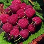 Raspberry (Rubus Idaeus) Autumn Bliss – Organic