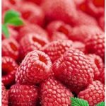 Raspberry Plants – Octavia