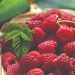 Raspberry Tulameen – Organic