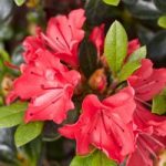 Rhododendron (AJ) Plant – Geisha Orange
