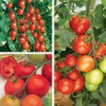 Grafted Tomato Plants – Gardener’s Favourite Collection