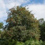Rowan Tree (Hedging)