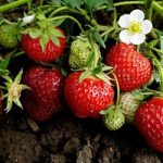 Strawberry – Sweet Sensation