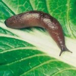 Nematode Slug Killer – 100m²