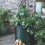 Seed Potatoes – Patio Potato Growing Kit