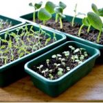 Seed Trays – Quarter Size