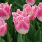 Tulip Pink Fountain