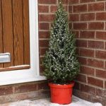 Potted Christmas Tree – Picea Perfecta – Gift
