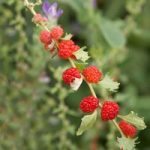 Strawberry Seeds – Strawberry Sticks (Chenopodium)