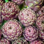 Artichoke Seeds – Purple de Provence