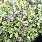 Basil Floral Spires Lavender