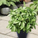 Herb Seeds – Basil Floral Spires White