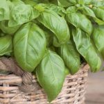 Herb Plant – Basil D-Fencesil(Genovese)