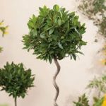 Bay Tree – Twisted Stem Large Standard 21cm 80cm