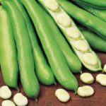 Bean (Broad) Seeds – Witkiem Manita