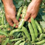 Bean (Broad) Plants – The Sutton