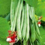 Bean (Runner) Seeds – Tenderstar