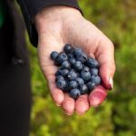 Wild Blueberry Seeds