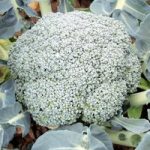 Broccoli Plants – F1 Stromboli