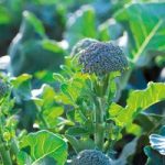 Broccoli Seeds – F1 Bellaverde® Sibsey