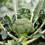 Broccoli Seeds – F1 Monclano