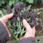 Broccoli (Organic) Seeds – Purple Sprouting Early