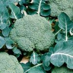 Broccoli Calabrese (Organic) Seeds – Belstar F1