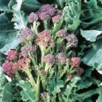 Broccoli Seeds – Purple Sprouting
