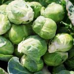 Brussels Sprout Seeds – F1 Content