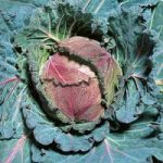 Cabbage Seeds – January King 3