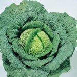 Cabbage (Savoy) Seeds – Ormskirk (1) Rearguard